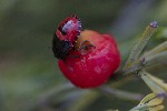 5dt51561 - Canthophorus melanopterus
