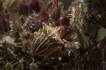 5dt51574 - Ancyrosoma leucogrammes