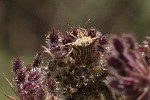 5dt51586 - Ancyrosoma leucogrammes