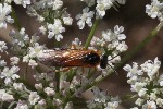 5dt51616 - Arge ochropus