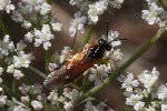 5dt51619 - Arge ochropus