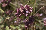 5dt51632 - Origanum vulgare
