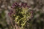 5dt51636 - Daucus carota