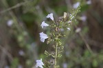 5dt51667 - Clinopodium nepeta