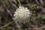 5dt51701 - Cephalaria leucantha
