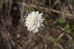 5dt51708 - Cephalaria leucantha