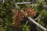 5dt51713 - Juniperus communis