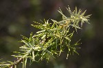 5dt51715 - Juniperus communis