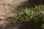 5dt51717 - Juniperus communis