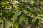 5dt51719 - Prunus malaleb