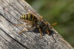 5dt51743 - Polistes dominula