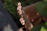5dt51761 - Persicaria maculosa