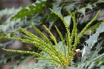 5dt51767 - Berberis japonica