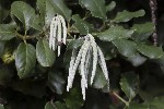 5dt51770 - Garrya elliptica