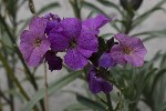 5dt51773 - Erysimum scoparium