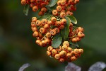 5dt51781 - Pyracantha crenulata