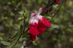 5dt51783 - Salvia microphylla