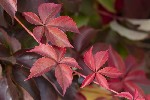 5dt51788 - Parthenocissus tricuspidata