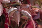 5dt51790 - Parthenocissus tricuspidata