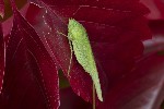5dt51795 - Phaneroptera nana