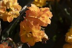 5dt51803 - Kalanchoe blossfeldiana
