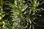 5dt51807 - Taxus cuspidata