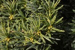 5dt51808 - Taxus cuspidata