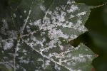 5dt51815 - Sawadaea bicornis