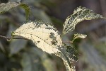 5dt51817 - Celtis australis