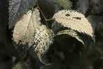5dt51820 - Celtis australis