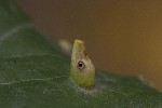 5dt51832 - Eriophyes tiliae