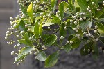 5dt51840 - Euonymus japonicus