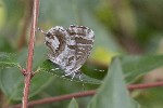 5dt51845 - Cacyreus marshalli