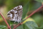 5dt51853 - Cacyreus marshalli