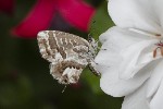 5dt51859 - Cacyreus marshalli