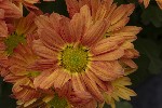 5dt51865 - Chrysanthemum indicum