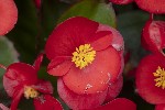 5dt51868 - Begonia cucullata