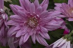 5dt51875 - Dahlia x cultorum