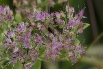 5dt51877 - Hylotelephium spectabile