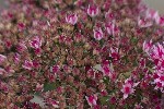 5dt51881 - Hylotelephium telephium