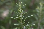5dt51884 - Salvia rosmarinus