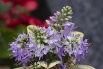 5dt51885 - Veronica x franciscana