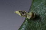 5dt51901 - Eriophyes tiliae