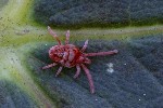 5dt51937 - Allothrombium sp.