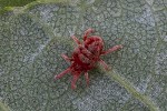 5dt51953 - Allothrombium sp.