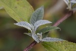 5dt51974 - Buddleja davidii