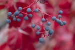 5du00003 - Parthenocissus quinquefolia