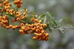 5du00008 - Pyracantha crenulata