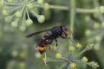 5du00017 - Vespa velutina
