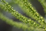 5du00033 - Berberis japonica